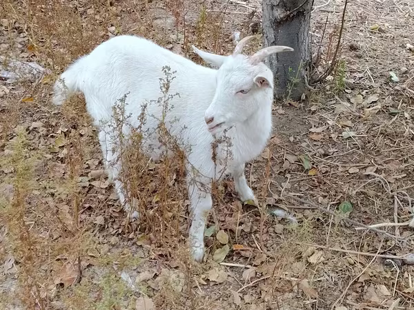 Cabras (lote, sexo não especificado), Cabras