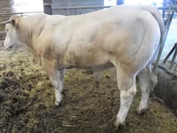 Buğa, Blonde d’Aquitane cattle — foto 4