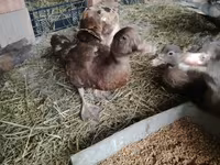 Hausente — Foto 7