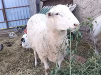 كبش, Romanov sheep — الصورة 1