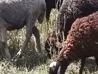 Sheep, Romanov sheep — photo 4