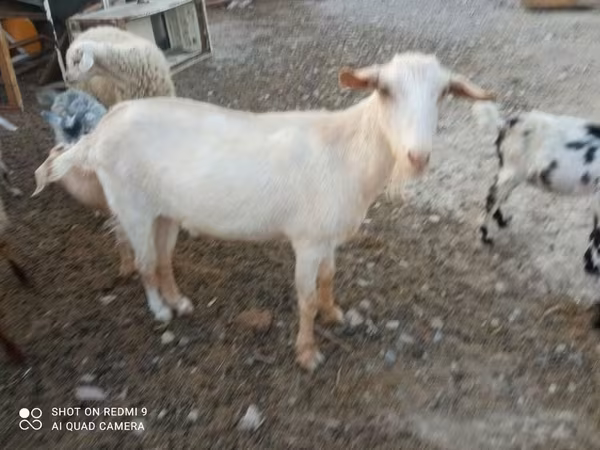Keçi, Keçilər