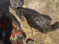 Chickens — photo 3