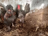 Japanisches Bantam — Foto 1