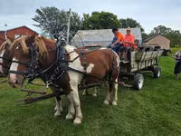 At, Pinto horses — foto 3