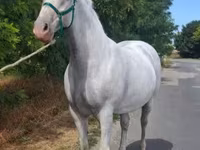 Klisna, Lipizzaner — foto 2