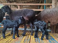 نعجة, Hissar sheep — الصورة 1