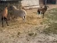 母羊, Cameroon sheep — 照片 3