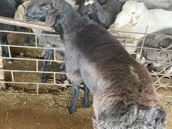 Qoç, Qoyunlar