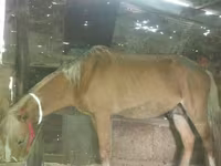 Mare, Horses — photo 2