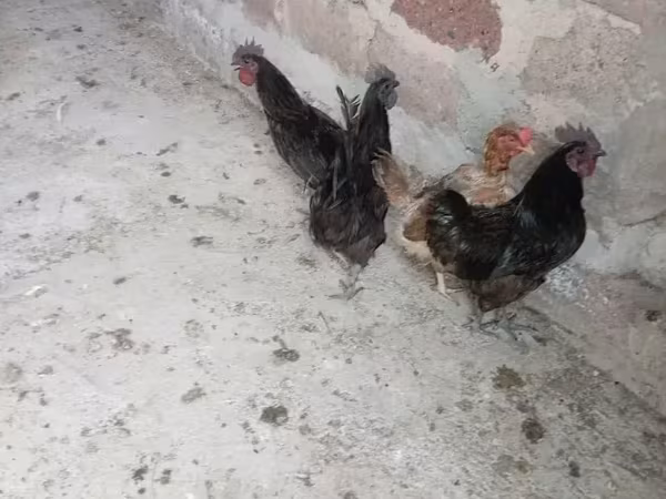 Ayam Cemani