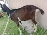 Ziege, Alpine goat — Foto 4