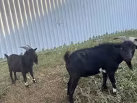 Козел, Nigerian dwarf goats — фото 1