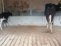 Vaca, Latvian Blue cattle — foto 4