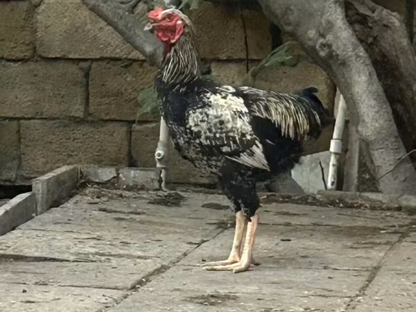 Chickens