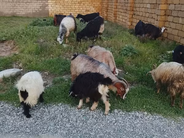 Goats (batch, sex not specified), Goats — Azerbaijan