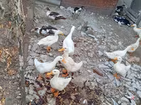 Ducks — Foto 1