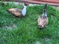 Ducks — 照片 4