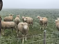 Qoç, Ile-de-France sheep — foto 4
