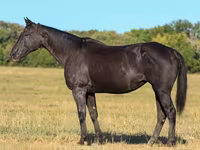 Stute, Quarter Horse — Foto 1