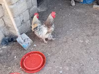 Chickens — الصورة 1