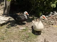 Domestic Muscovy — photo 4