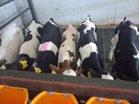 Býk, Russian Black pied cattle — foto 6