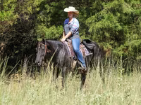 Stute, Quarter Horse — Foto 8