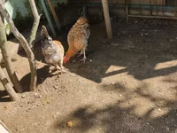 Brahma — foto 3