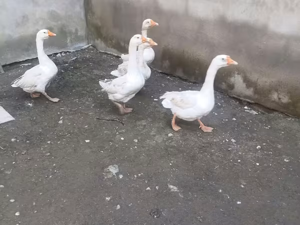 Geese — Azərbaycan