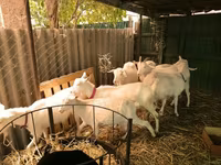 Keçilər (partiya, cinsi göstərilməyib), Pomellata goat — foto 2