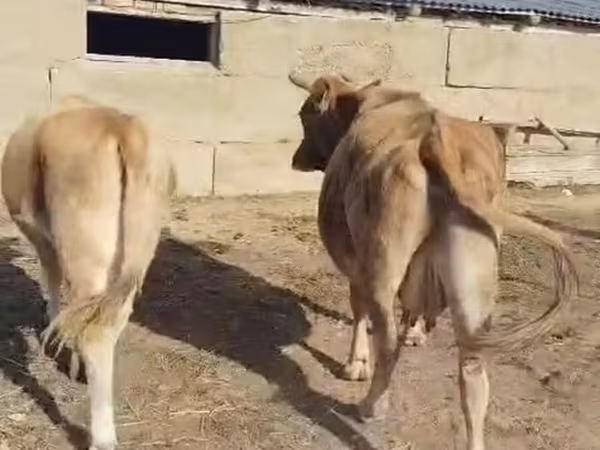 بقرة, Latvian Blue cattle