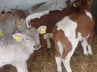 Touro, Simmental cattle — foto 5