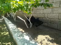 Australorp — photo 1