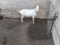 Ziegenbock, Saanen goat — Foto 1
