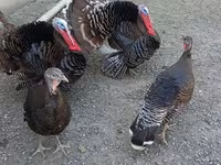 Turkeys — photo 2