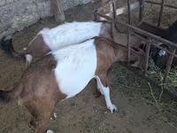 Dişi keçi, Nubian Goat — foto 5