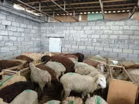 Owca, Beulah Speckled face sheep — zdjęcie 2