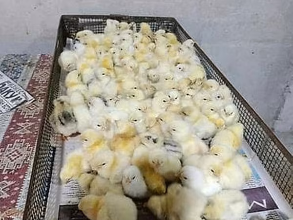 Chickens — Azərbaycan
