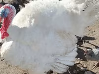 Turkeys — foto 1