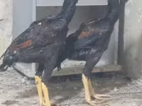 Chickens — photo 2