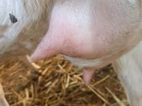 Goat, Goats — photo 7