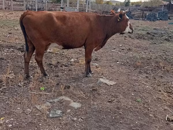 بقرة, Latvian Blue cattle