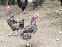 Chickens — الصورة 1