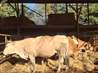 Vaca, Blonde d’Aquitane cattle — foto 1