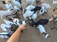 Koza, Nigerian dwarf goats — foto 5