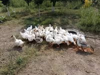 Geese — photo 2