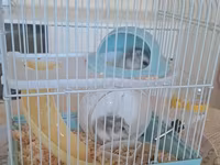 Cırtdan hamsterlər və tam dəst qəfəs satilir Sevimli və mehriban — Foto 2