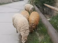 نعجة, الأغنام — الصورة 1