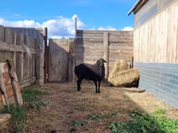 Widder, Hissar sheep — Foto 7